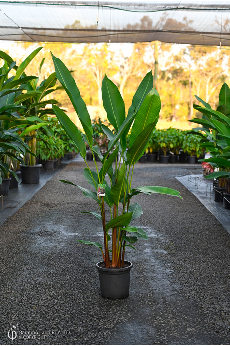 Heliconia bihai 'Chocolate Dancer' - 300mm pot