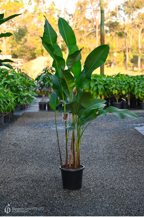 Heliconia bihai 'Claw I' - 300mm pot