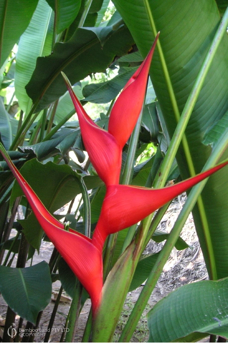 Heliconia stricta 'Bucky'