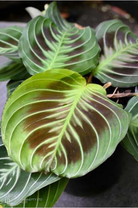 Maranta leuconeura 'Massangeana' (Black Prayer Plant)