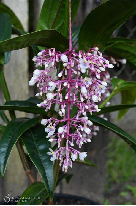 Medinilla dolichophylla (Giant Chandelier Plant)