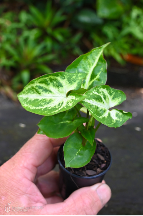 Miniature Plant - 50mm - Syngonium podophyllum 'Robusta'