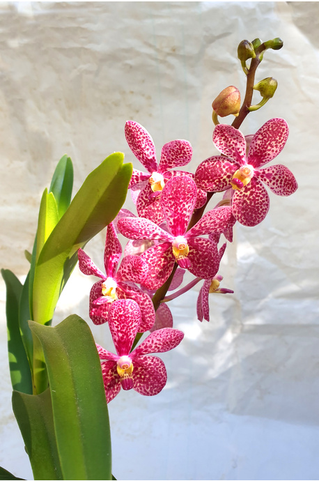 Mokara orchid - Pink 