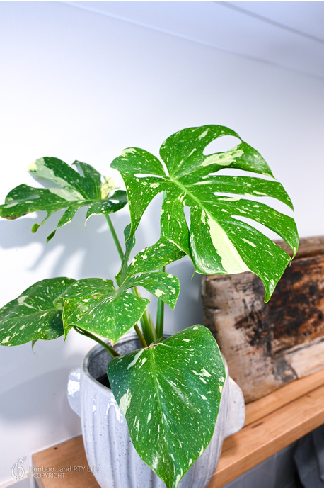 Monstera deliciosa 'Thai Constellation'