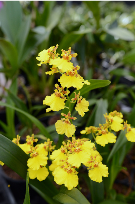 Oncidium 'Joost' (Dancing Lady Orchid) - 140mm squat pot