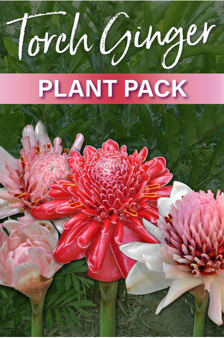 Torch ginger plant pack - 6 pack