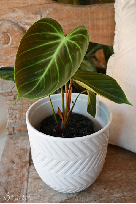 Philodendron rubrijuvenile (El Choco Red)