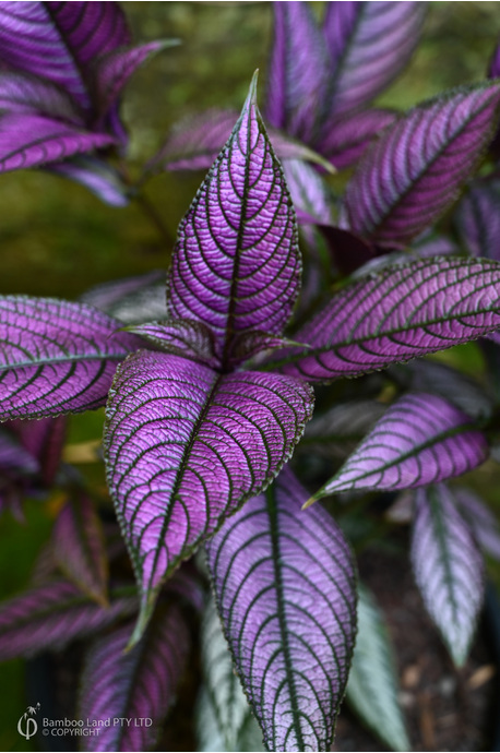 Strobilanthes dyerianus (Persian Shield)