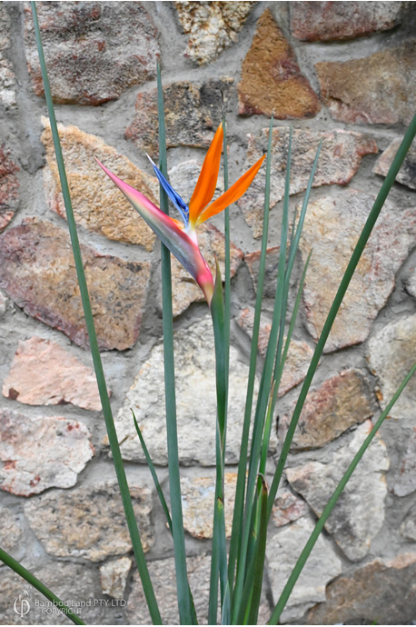 Strelitzia juncea (Narrow-leaved Bird of Paradise)