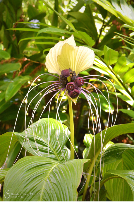 Tacca integrifolia 'Nivea'  (White Bat Plant)