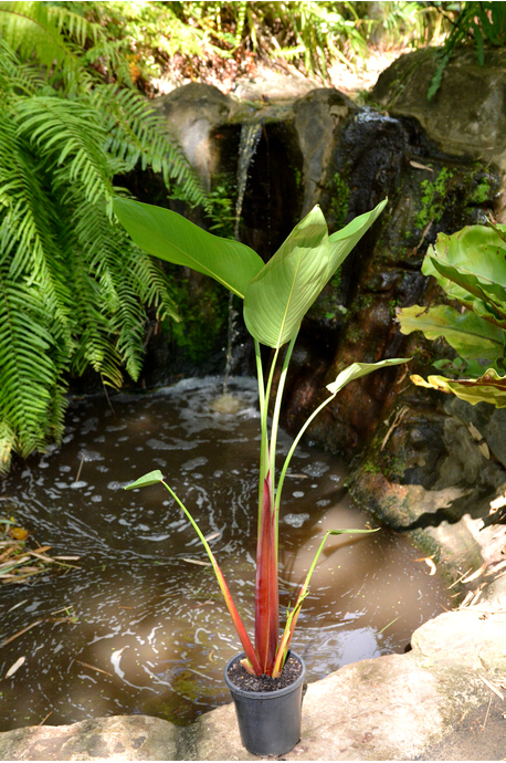 Thalia geniculata 'Ruminoides' (Red Stemmed Thalia)