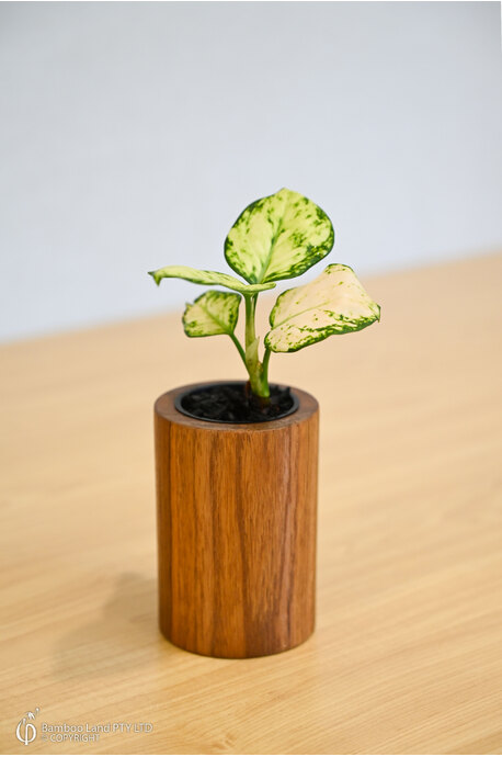 Miniature teak pot  - Cylinder