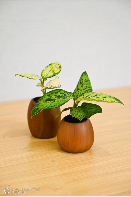 Miniature teak pot - Drum