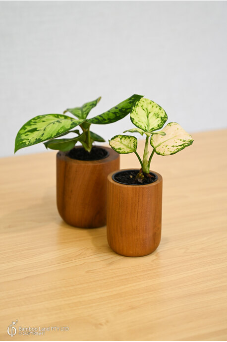 Miniature teak pot - Rounded