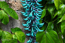 Strongylodon macrobotrys (Jade Vine)