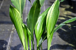 From Shade to Style: The versitility of Aspidistra Elatior