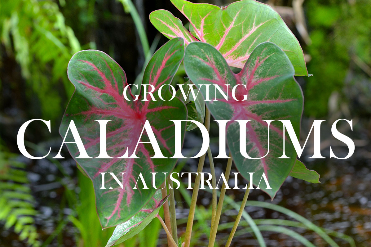 Growing Caladiums in Australia