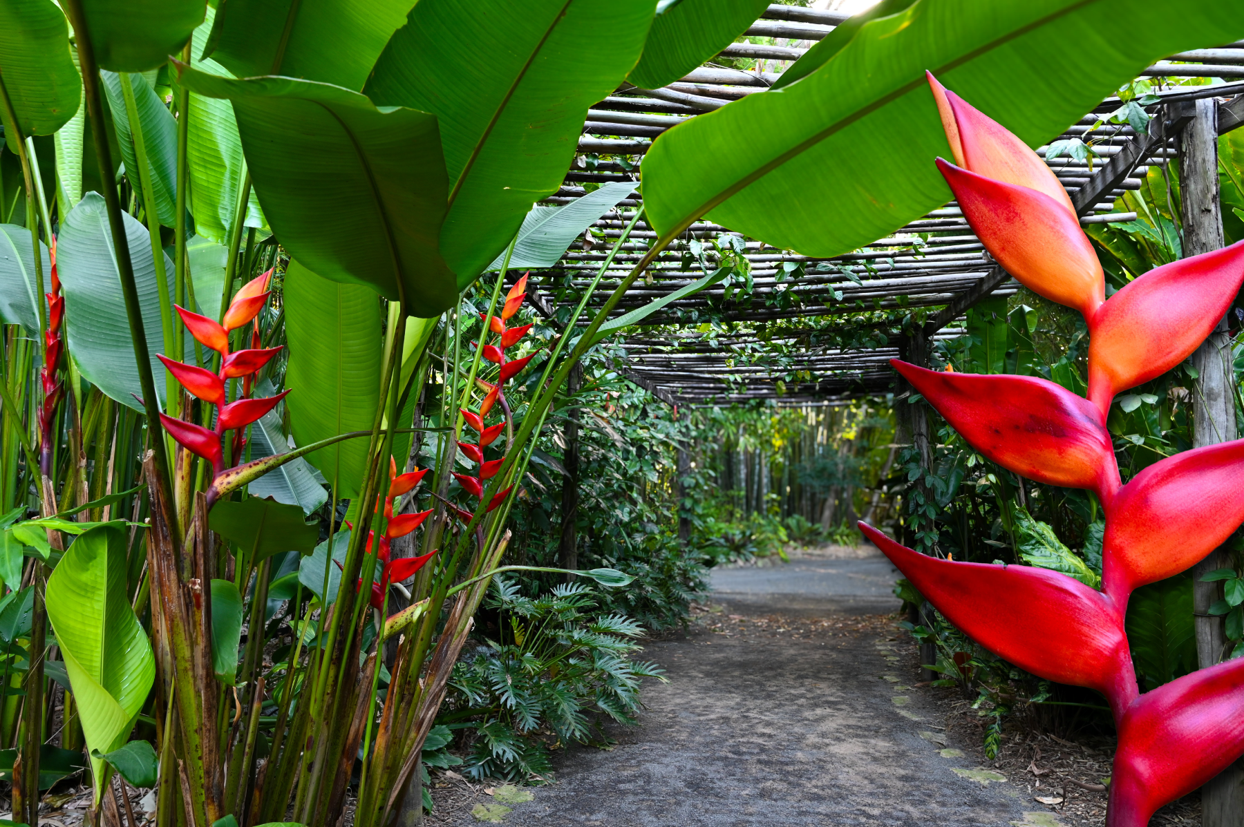 6 Reasons to plant heliconias in your tropical garden