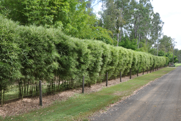 Popular Hedging Bamboo, Bambusa heterostachya 'Variegata'